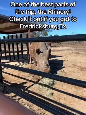 I just wanted to see the Rhino! #rhino #rhinoryfredericksburg #winery #fredricksburgtx #bachelorette #wedding #weddingtiktok 