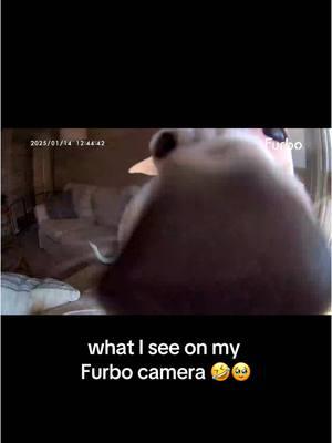 we started leaving Yeti out in the living room while we’re gone and it’s actually going well 🤞🏻 he’s being so good!! I’m checking the @Furbo Pet Camera every 5 minutes 😅💀 Cheers to 2025 and smarter pet care! 🐾 Subscribe and save over 30% today—only in the @furbopetcamera TikTok shop! #furbo #furbopetcamera