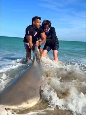 Big Bull Shark Caught & Released Off The Beach?!?  #thefishermeng #fishing #shark #sharkfishing #beachlife #sunrise #lbsf #landbasedsharkfishing #blacktip #blacktipshark #hammerhead #floridafishing #bigshark #sharkattack #beachsharkfishing #floridasharkfishing #floridasharks #bullshark #hammerheadshark #westpalmbeach #swellpro #swellprodrone #sportfishing #landbasedsharkfishing #beach #massiveshark #USA #american #blacktip #florida #sharkattack #penn 