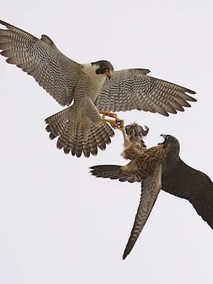 Peregrine Falcon food transfer between adult parent and fledged offspring. . . . #falcon #peregrinefalcon #birdsofprey #wildlife