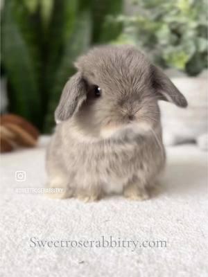 Is it just me, or is the way he’s chewing his oats the cutest thing ever? 🐰💖 Opal Holland Lop  For information about our rabbi try, please visit our website. The link is in our bio. #hollandlop #hollandlops #hollandlopsofinstagram #hollandlopbunny #rabbits #bunnylove #nycbunny #bunnylover #cutestpets #bunniesofinstagram #rochester #whiteplains #rabbits #rabbitsofinstagram #rabbitsofig #petlover #massachusetts #rhodeisland #queens #newyork #longislandny #nyc #westchester #brooklyn #nj #queens #connecticut