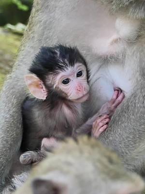 #Autumnmonkey #Crabzillatroop #babymonkeyvideos #monkeytiktok #videomonkey #cutebabymonkeyranch #amzingmonkey #Sovannatroop #babymonkey #lovemoney #Newbornmonkey #tiktokmonkeys #Monkeys #monkeys #Ranbow #tiktokmonkey #tiktokideomonkey #Lucy #fzypシ #Luno