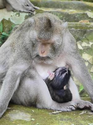 #cutebabymonkeyranch #Newbornmonkey #Crabzillatroop #Autumnmonkey #babymonkeyvideos #monkeytiktok #videomonkey #Sovannatroop #amzingmonkey #babymonkey #lovemoney #tiktokmonkeys #Monkeys #monkeys #Ranbow #tiktokmonkey #tiktokideomonkey #fzypシ #Luno #Lucy