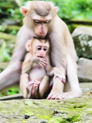 So sweet with mom and littel monkey so cute #Crabzillatroop #Autumnmonkey #babymonkeyvideos #monkeytiktok #videomonkey #Sovannatroop #amzingmonkey #babymonkey #lovemoney #tiktokmonkeys #Monkeys #monkeys #Ranbow #tiktokmonkey #tiktokideomonkey #Lucy #fzypシ #Luno