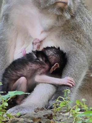 #Crabzillatroop #cutebabymonkeyranch #Newbornmonkey #Autumnmonkey #babymonkeyvideos #monkeytiktok #videomonkey #Sovannatroop #amzingmonkey #babymonkey #lovemoney #tiktokmonkeys #Monkeys #monkeys #Ranbow #tiktokmonkey #tiktokideomonkey #fzypシ #Luno #Lucy