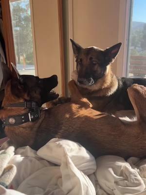 Morning cuddles #maddoxworld #athenaworld #workingdogsoftiktok❤ #dogtok #dogsoftiktoktiktok #belgianmalinoisoftiktok #germanshepherd #forevervbestfriend 