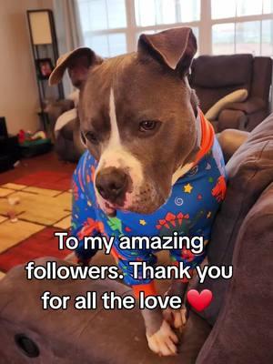 Thank you for showing so much love to my amazing handsome boy Jax.  #fyp #fypシ #fypシ゚viral #foryoupage #foryourpage #dogkisses #pitbull #pitbullsoftiktok #pitty #staffy #pets #dogs #dogsoftiktok #cutepets #tn #dogsinclothes #dogsinpajamas  @SPARK PAWS 