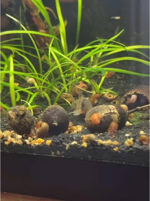 Replying to @Qwabie assassin snails (anentone helena) are very effective snail eaters #snaileater #assassin #snail #ramshorn #snails #assassinsnail #aquarium #fishtank #nature #fyp #aquatic 