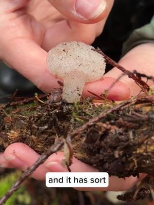 Have you ever found and ate (or candied!) Pseudohydnum gelatinosum? Let us know if you have experience with “nature’s gumdrop” in the comments! #pseudohydnumgelatinosum #mycology #foraging #mushroomeducation #jellyfungus