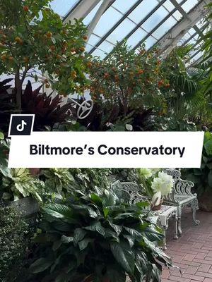 Join us on a warm, winter walk through our tropical Conservatory 🌸  For even more Biltmore content, follow us on Instagram, @BiltmoreEstate  #Biltmore #Winter #Asheville #WNC #VisitAVL #tiktoktravel 