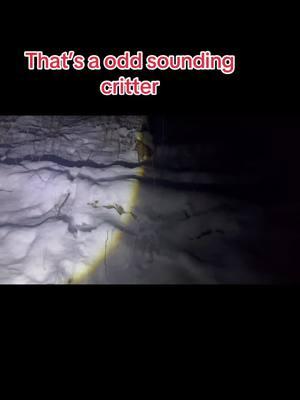 Crazy cold night hike #trending2025 #tiktoktrendingvideo #Rottweiler #watchlive #LOOK #tiktoktrending #outdoorlife #mythical #outdoorlife #mythical #Shapeshifter #Michigan #wildliferescue 