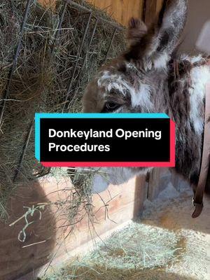 Donkeyland opening procedures!   #fluffyfeatherfarm #donkeyland #donkeys #minidonkeys #fluffy #cleaning #opening #farm #farmlife  Website: https://fluffyfeatherfarm.com Merchandise: https://fluffyfeatherfarm.square.site