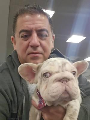 #frenchbulldog #frenchi #frenchie #frenchiesoftiktok #dog #dogtiktok #frenchiforsale #frenchiepuppy #miami #fyp #foryourpage #exoticbulldogs #frenchiesociety #frenchiesofinstagram 