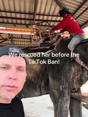 We did it! One last rescue before the TikTok ban. Coon you’re free! She will no longer have to give rides on her back! She’s going to a safe home! She gets to be a free elephant! Can’t thank y’all enough! This is the best app in the world. -Aaron/planting peace  #tiktokban #elephants #plantingpeace #