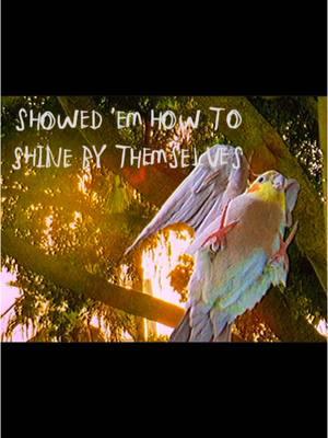 Its really you on my mind. #frankocean #frankoceanwhereareyou #chanel #iseebothsideslikechanel #cockatiel #cockatielsoftiktok #vhsedits  #frankoceanedit #fyp #fyp #fypシ #fypシ #xcyzba 