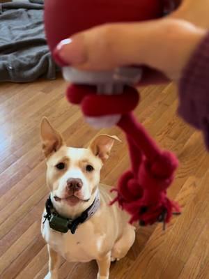 @Potaroma LLC interactive, rolling ball toy. Motorized dog ball with a moving rope attachment. Super stimulating! Worth every penny. Get yours today. #dammittravis #travisthepibble #potaroma #potaromapets #dogtoy #dogtoys #smartdogtoy #TikTokShop #dog #dogsoftiktok 