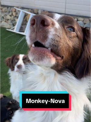 #wheelsonthebus #monkey #nova #joke #doglovers