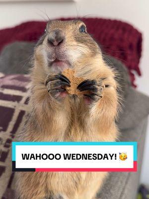 It’s WAHOOO WEDNESDAY!!! It’s impossible to not smile when watching sweet Poppy do anything ☺️❤️🥰 • • • #prairiedog #animals #funny #petlover #tiktokanimals #cute #fyp #viral #poppytheprairiedog #wahoo #wahoowednesday 