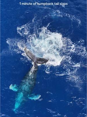 Such an incredible sight to see! This mama was likey letting other whales in the area know to back off. This is a common use for a defense mechanism.#ocean #oceanlife #sealife #humpbacks #whale #whaleseason #hawaii #oahu #hawaiitiktok #drone #dji 