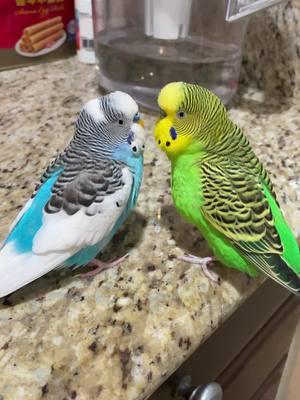 Parakeets For Beginners  #budgie #parakeet #budgielife #parrotmama #parrotsoftiktok #petbird #parakeetbird #birdtiktok #birdsounds #birddancing #parrotmama