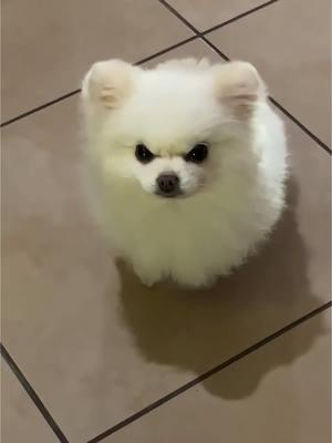 Bro is angry!😡 #pomeranian #pomeranianpuppy #pomeranians #puppy #puppylove #puppylife #puppytiktok #dog #doglover #dogsoftiktok #pet #pets #PetsOfTikTok #petlover