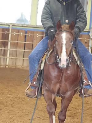 2023 AQHA/APHA Stallion- 💰Fund Reyzeer💰 Reyzin The Cash x Soula Jule Forever (PE $720k) #laubscherperformancehorses #TEAMLPH #NRCHA #reyzinthecash 