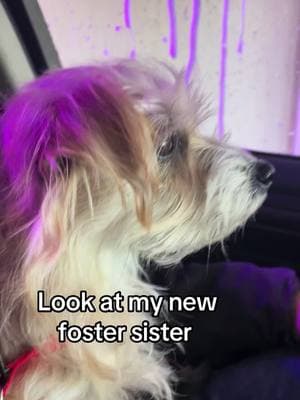 #fostersogsister #buddythepupfluencer