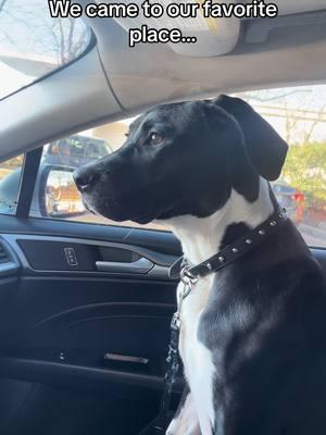 You know we had to stop by our favorite place @Chick-fil-A 🙌🏽😂@MENACE 🐶 #only1pleasure #fyp #foryoupage #relate #repost #animals #dogsoftiktok #animallover #chickfila 