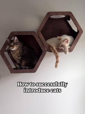 Let this be your sign to adopt another cat 😉 #catintroduction #catadoption #newcat #catcare #cats 