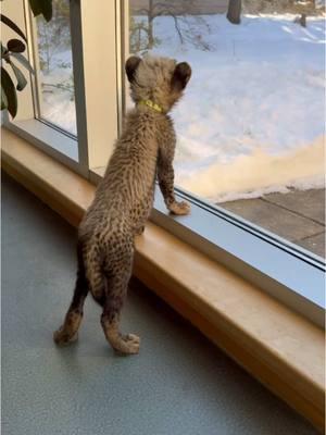 Sound on for baby cheetah chirps! The Cincinnati Zoo is working to help this endangered species by supporting many programs that help cheetahs in their native ranges in Africa. #cincinnatizoo #zookeeper #animals #cuteanimals #babyanimals #cheetah