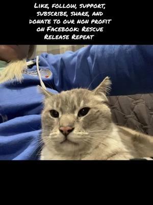 #rescuereleaserepeat #followus #nonprofit #rescue #animalrescue #cat #siamese #angry #angryelf #gremlin #growl #handsome #butwhy #tnr #tnrworks #lynx #furbaby #furby #grumpycat #asmr #dontgetmad 