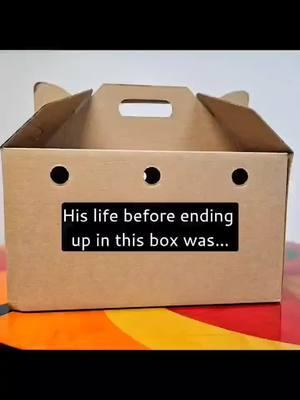 His life before ending up in this box was... terrible =-( But, his delivery in that box from the shelter signifies a brand new beginning for him. Meet Mongoose. Mongoose ended up at the emergency clinic the weekend before Christmas. He had a cold, and it was suspected that he was hit by a car. His mouth was full of inflammation, and he had MANY broken teeth. His ears were flattened to his head, most likely from ear infections or cat fight wounds that had never been treated. He is FIV positive (weakened immune system but can live a normal life just like nonFIV cats). Once stable, he was transferred to the county shelter. We saw him posted on the missing pet site where volunteers post local animals currently at the shelter, and well, it was love at first site. Mongoose had all of his teeth removed last week, and during that surgery it was noted that he also has stenotic nares (narrow nostrils). This is often seen in animals that have "smooshed" noses...like pugs, Boston Terriers, Persians, and Scottish Folds. We can hear Mongoose breathing louder than a normal cat, but it doesn't seem like he's struggling to breathe. Regardless, we are getting him to see the vet ASAP to have a recheck on his mouth and to look more closely at the stenotic nares. Sometimes they can be improved with surgery, so we will see what we can do to help him. He's the sweetest, most loving cat. We are thankful that he will have no more terrible days, no more living outdoors in an area known for not being the nicest to the outdoor kitties, no more mouth pain, no more untreated ear issues...his life will be full of love and care from here on out. #mongoose #rescuedcats #flatear #blackandwhitecats #fiv #fivcats #fiv+ #rescuedcat #sheltercat #shelterpet #stenoticnares #rescuedismyfavoritebreed #flatearsociety #petsarefamily #abandonedcat #savethemall #catvideo #catreel #furrynationsalvation #sheltersave #nonprofit #tiktokcats #fyp