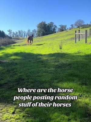 Where are the horse people. Pet owners. How many random videos do you have of your animals #Horse #Pet #Norcal #horseoftiktok #equestrian #equestrianlife #Redhorse #AQHA #foryou #Fyp 