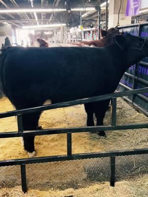 Who doesn’t love an air fried breakfast burrito in their cattle stall? #showcattle #NWSS #denverstockshow #burrito 