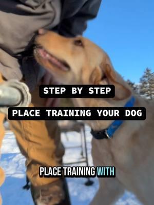 Baby Steps: training your dog in small increments is the way to get it done. #DogTraining #dog #train #placetraining #dogsoftiktok #dogtrainer #trainingyourdog 