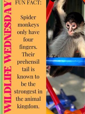 Today Winston is bringing you the #funfact for #WildlifeWednesday - did you know spider monkeys only have four fingers? Their prehensile tail is the strongest in the animal kingdom. Watching what they can do daily never ceases to amaze me. #exoticanimals #primates #zoolife #spidermonkey #monkey #monkeys 