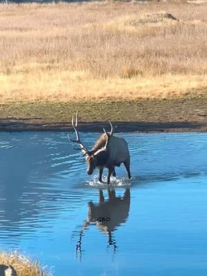 A good looking bull crossing the south end of Lake Estes.  #Photography #wildlife #nature #colorado #goodbull #elk #bullelk #lake #estespark #mountainlife 