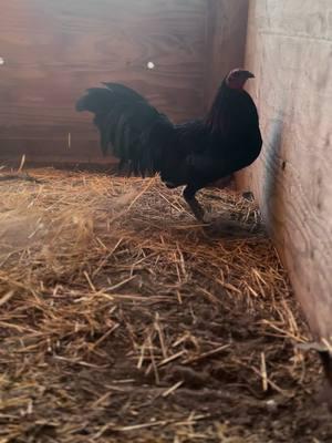 Belleza 🔥 #gallos #gamefowl #rooster #gallo #game #gamebird #gallos #negro #melsim #black #negro #gamebird #gallaso #gamebirdbreeder 