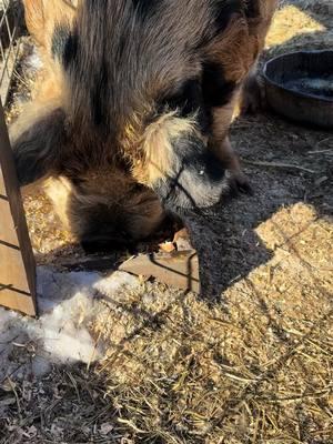 That face #kunekune #kunekunepigs #pigsoftiktok #farmlife #farmtok #fy #fyp 