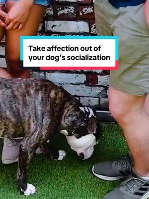 Take affection out of your dog’s socialization -  This clip is featured in DogVlog 138- “Freedom IS The BEST Thing We Can Give Our Dogs!” Check it out when you visit our YouTube channel! #dogsocialization #dogtrainer