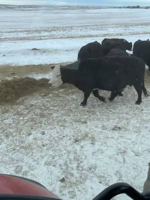 All the pretty ladies!#ranchlife #westernsouthdakota #godisgood #blackbaldycattle #fypシ #cattleoftiktok 