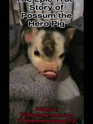 we are working to get other platforms up and running!  IG @just.one.more.farm YT @justonemorefarm7737 FB www.facebook.com/justonemorefarm660 continue to follow possums journey! #followus #transition #update #possumthepig #recoveryupdate #viralvideo #hero #feelgoodvideo 