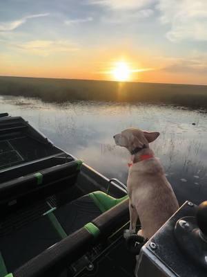 Come follow along Shelby’s journey as my airboat co-captain and queen of the Everglades on Instagram! Epic Airboat Tours  #epicairboattours #fyp #defyinggravity #wicked #foryoupage #everglades #airboattours 