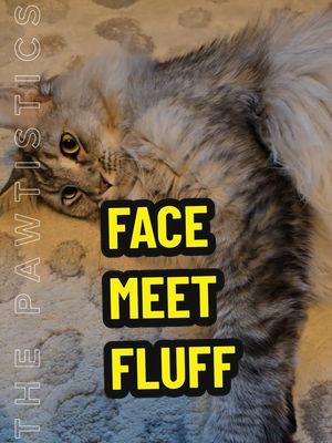 The audience for this is probably too niche to even find this, but here it is anyway. 😂 #FluffyCat #CuteCatVideo #mainecooncat #SkyrimMemes 