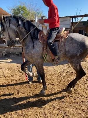 ASI vamos con el Beliko @Chivito de Nayarit nomas pa las Cocas. #caballosbailadores #cabalgatas @Los Vendavales de Adán Mel 