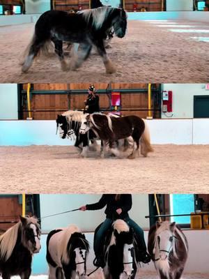 Dreams really do come true. My first time ever working with a team of four and it’s a team I have trained. My heart is so full. ❤️  #horse #gypsyvanner #happyhorsen #espanasilk #logcabintack #blessed #libertyhorsemanship #horse #myheartisfull #dreamscometrue Heather Hogancamp Horsemanship 