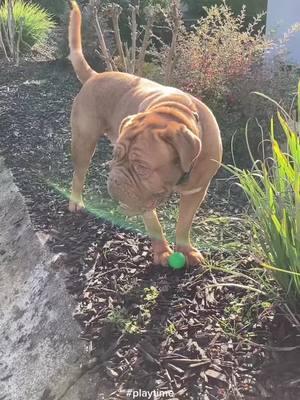 Playing ball isn’t a hobby for Bocephus 😀 #playtime #playball #backyardfun #mydoggo #dogsofttiktok 