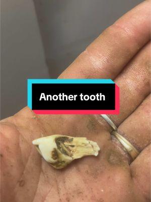 Here is jillis second baby tooth of 2025!!! This one did some damage to the gum, bl00dy pictures in the end. #horse #horses #pferd #dental #dentalassistant #tooth #teeth #toothfairy #baby #babytooth #jillaroo #ouch #horsetok 