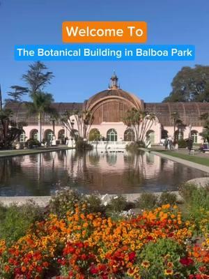 Exciting news, SD! After a $28.5 million restoration, Balboa Park’s iconic Botanical Building has reopened with a stunning transformation! Originally built for the 1915 Panama-California Exposition, this historic gem boasts over 2,100 vibrant plants, a tranquil Lily Pond, and meticulously restored architectural details that honor its century-old legacy. . Step inside this lush, vibrant treasure and experience a piece of San Diego history reimagined for the future. 🌸🌱 Have you had a chance to visit yet? . #visitsd #visitsandiego #sandiegobotanicbuilding #sandiegothingstodo #balboapark