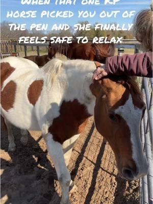 This is what it’s about right here. Not begging for money to “save more” just to pawn them off on people and line your pockets at the same time.  Maryann is still a danger at times but when the trauma veil drops she is a big teddy bear.  And anytime I hear this song all I can thing of is that day she blocked us from leaving that pen cause she wanted out of there and needed saving. #horserescue #painthorse #saveme ##killpenhorses##broodmare